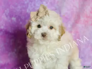 Maltipoo dogs Toast - Ad 31