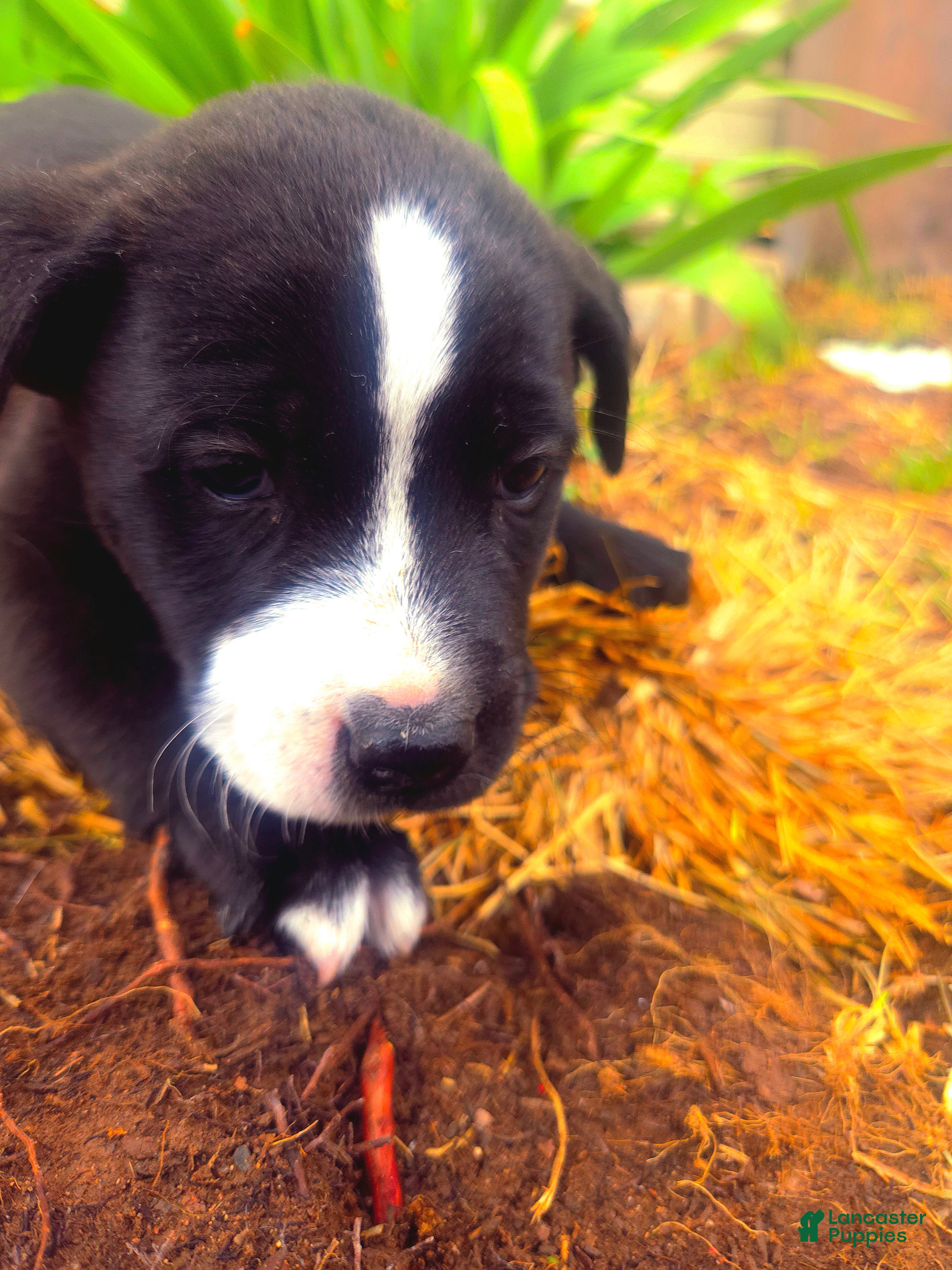 Mixed Breed dogs Mixed Breed Puppy 6 - Ad 14