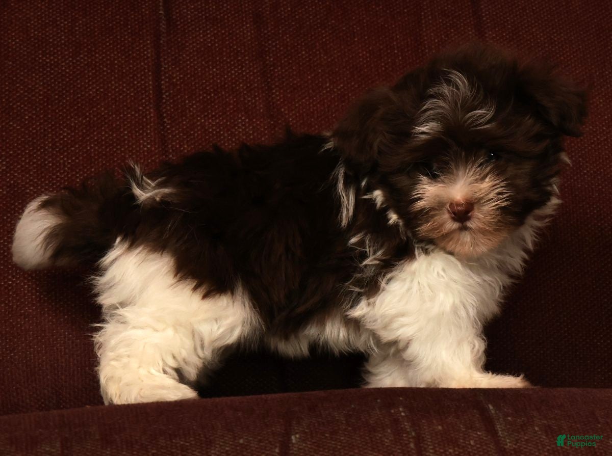 Havanese dogs for sale: Max - Ad 8