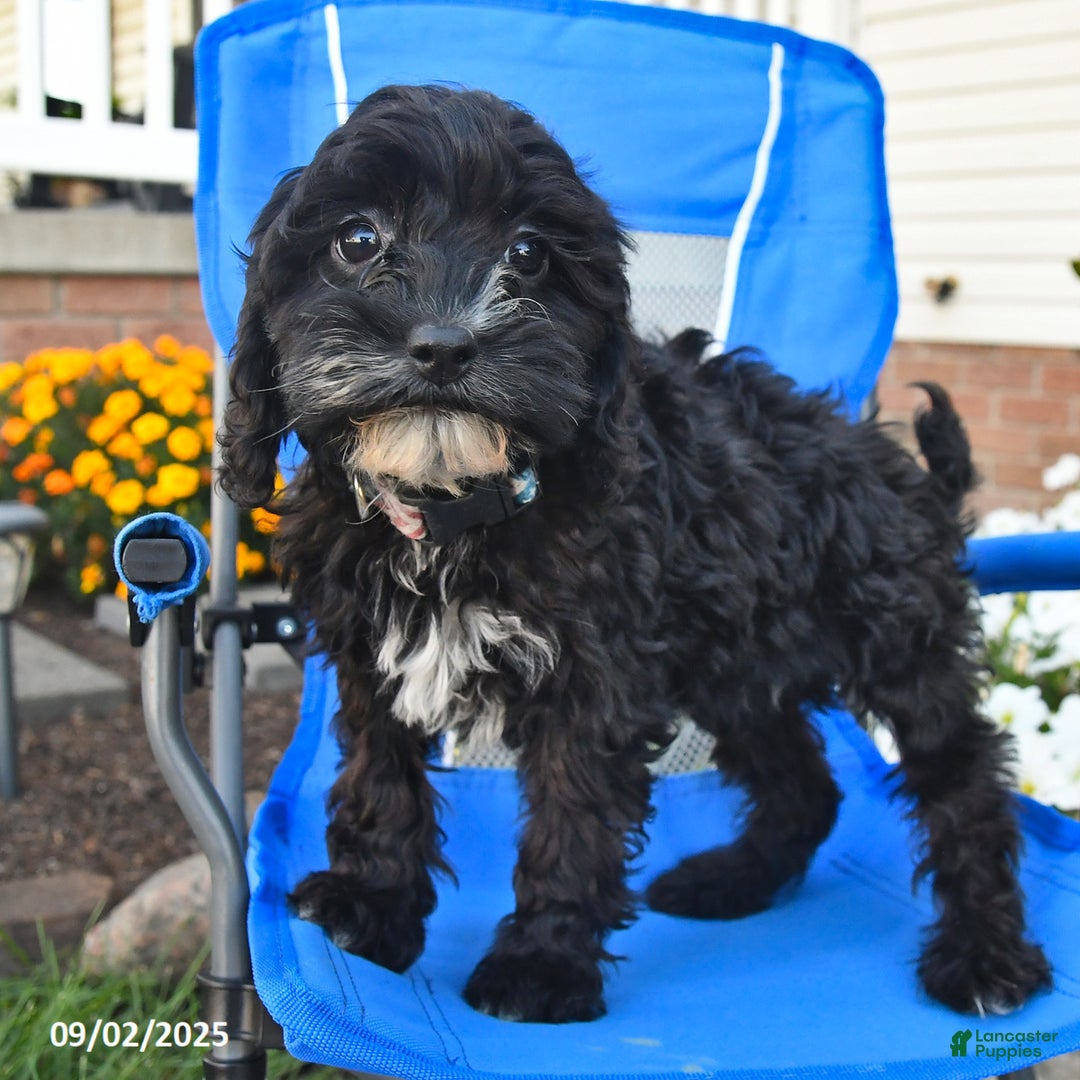 Cavapoo dogs for sale: Tonia - Ad 3