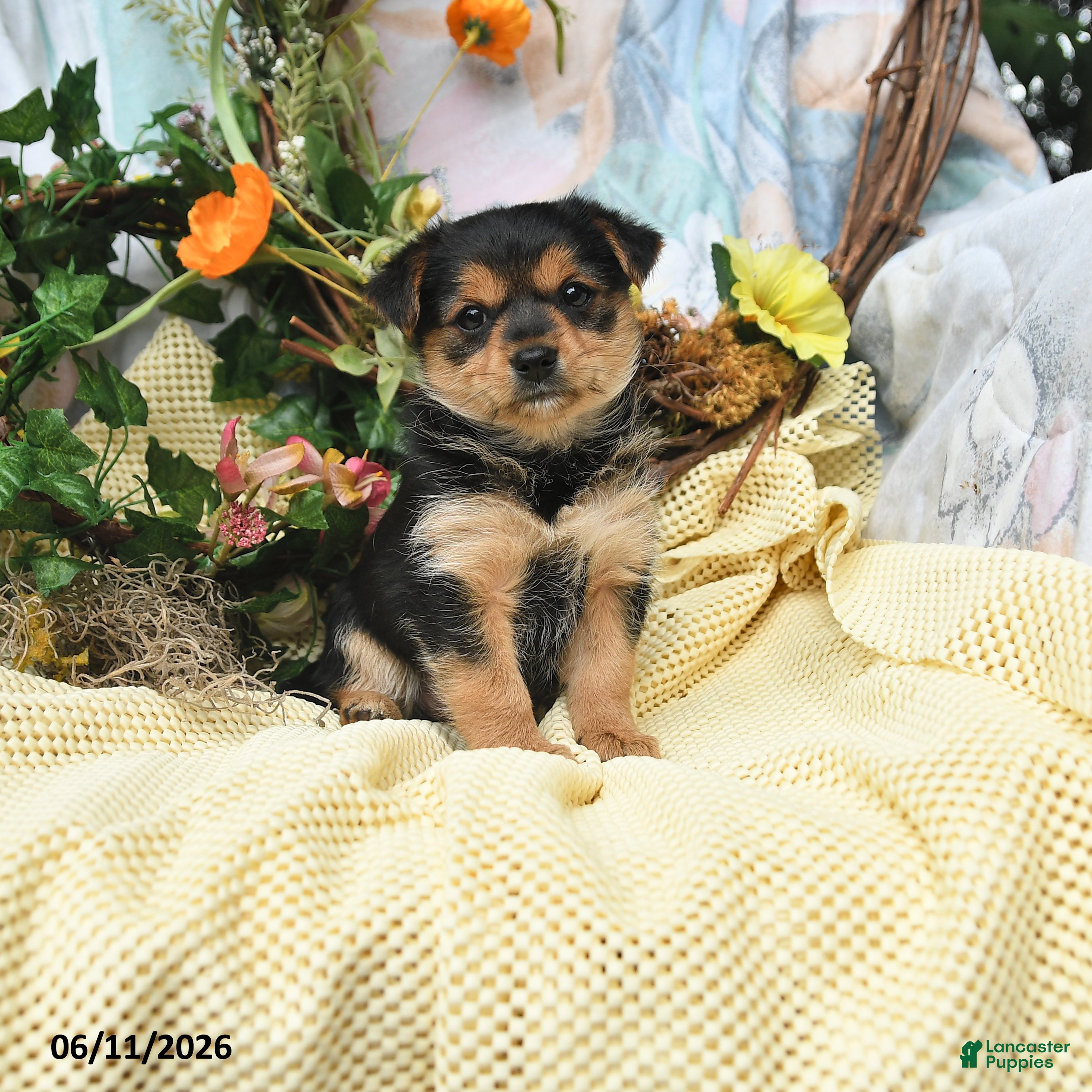 Yorkiepoo dogs Izzy - Ad 1