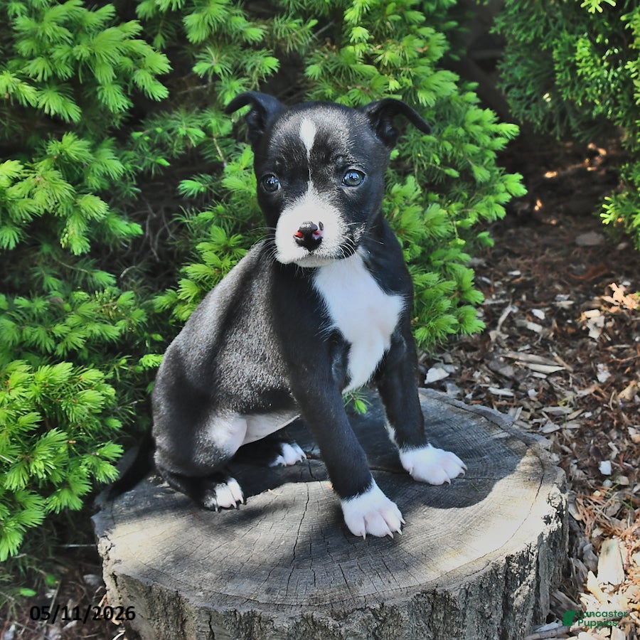 Mixed Breed dogs Justina - Ad 2
