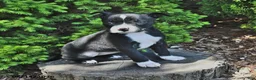 Mixed Breed dogs for sale: Justina - Ad 2