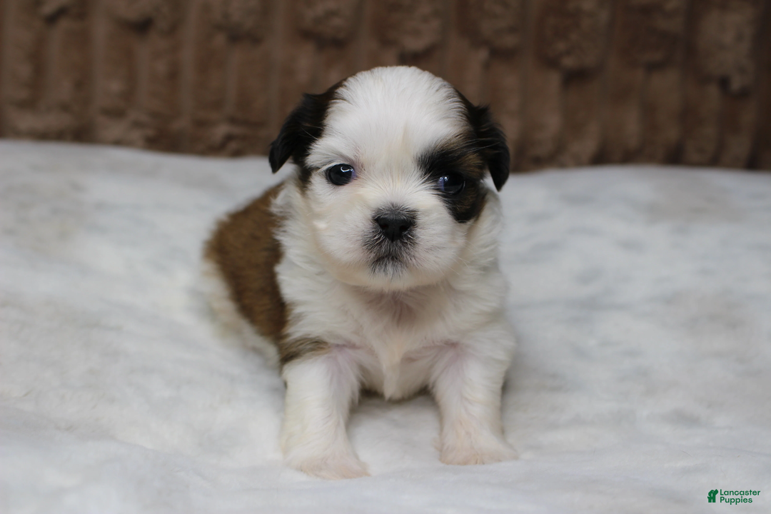 Shih Tzu dogs for sale: Sophie - Ad 2