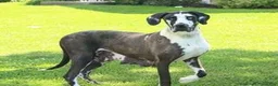 Great Dane dogs for sale: Archer - Ad 5