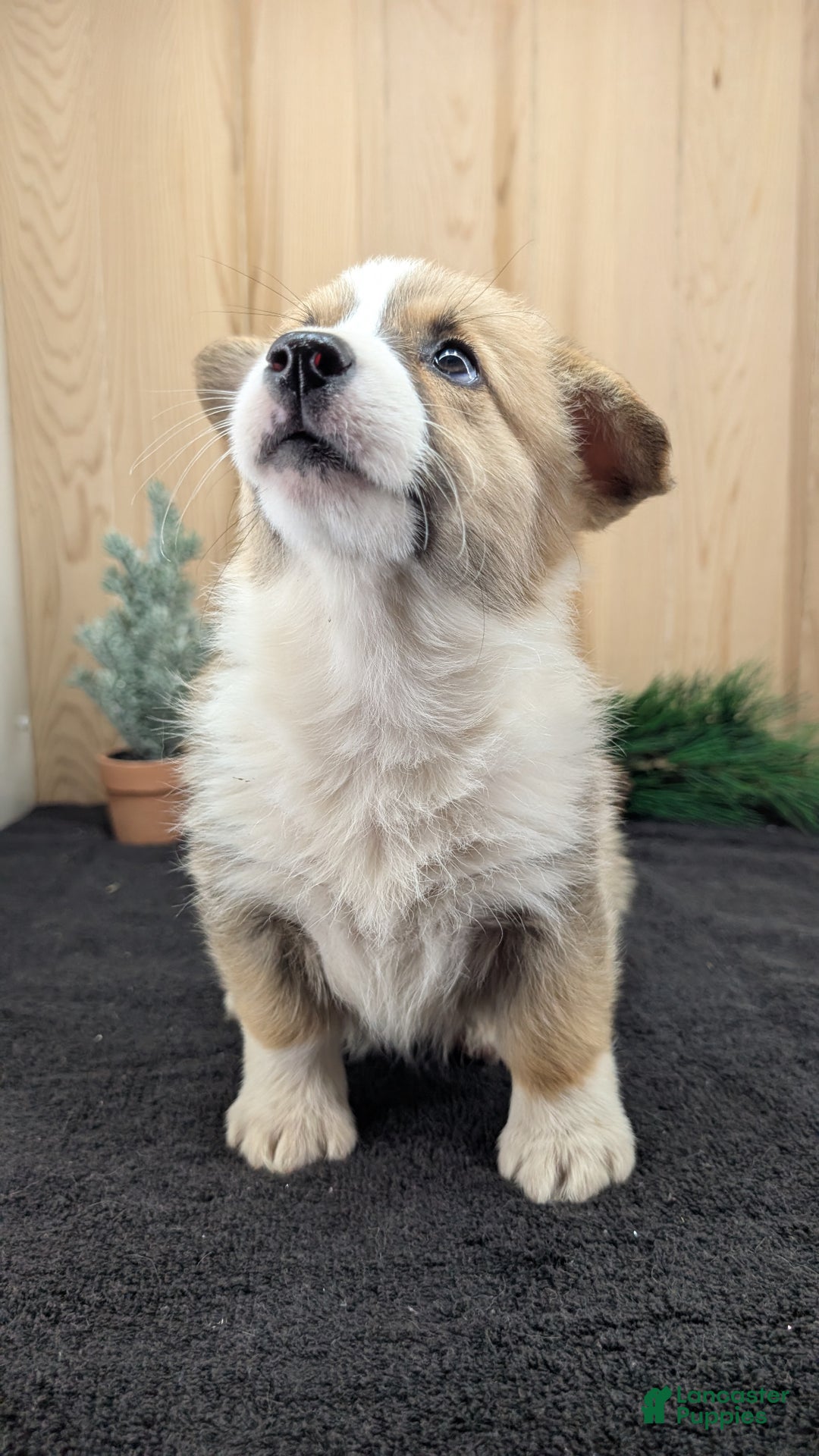 Welsh Corgi Pembroke dogs for sale: Sophie - Ad 4