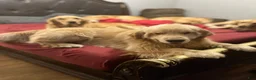 Golden Retriever dogs for sale: 4362 Purple Collar - Ad 8