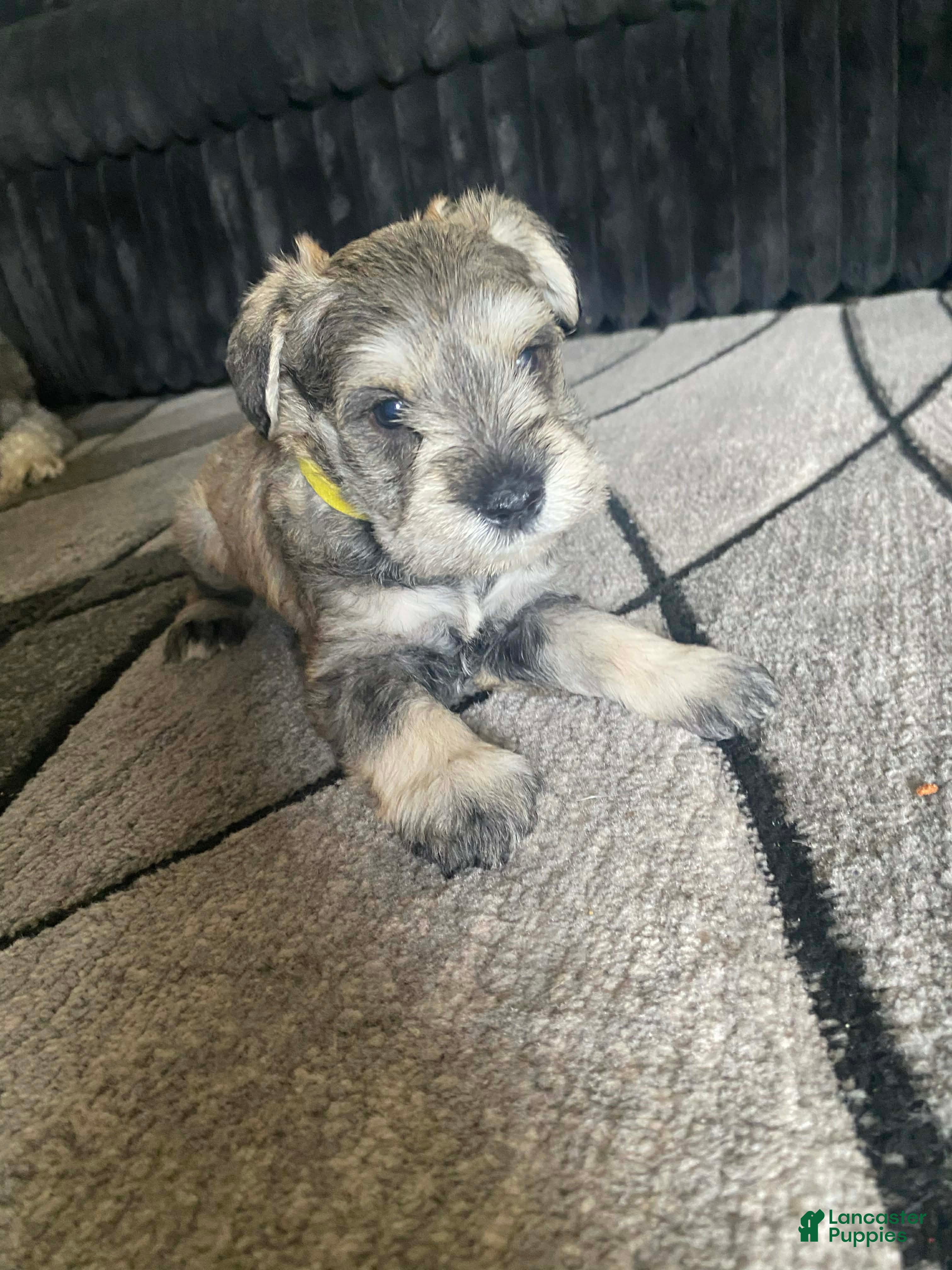 Miniature Schnauzer dogs Miniature Schnauzer Puppy 4 - Ad 30