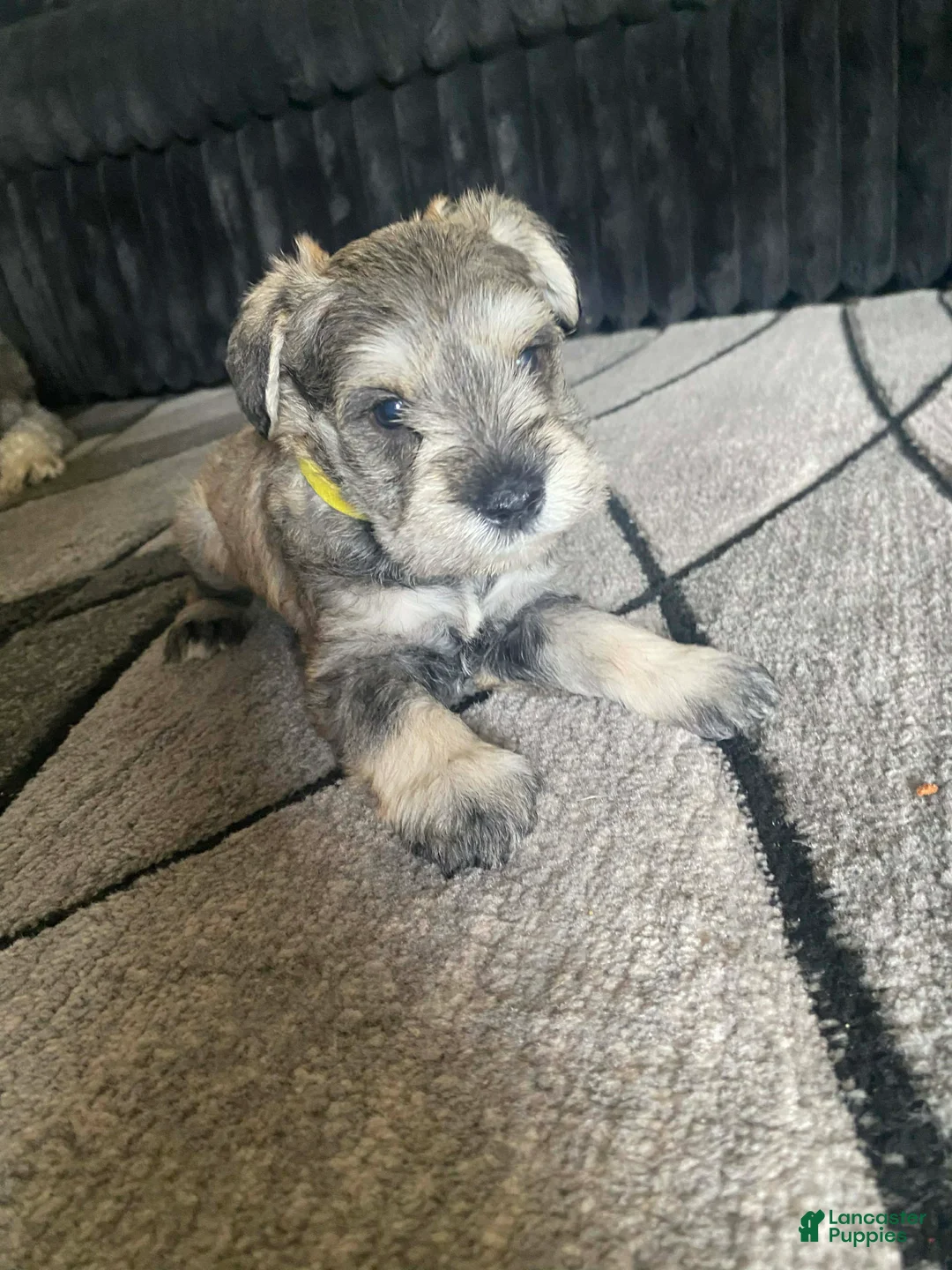 Miniature Schnauzer dogs for sale: Miniature Schnauzer Puppy 4 - Ad 1