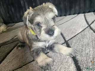 Miniature Schnauzer dogs Miniature Schnauzer Puppy 4 - Ad 30