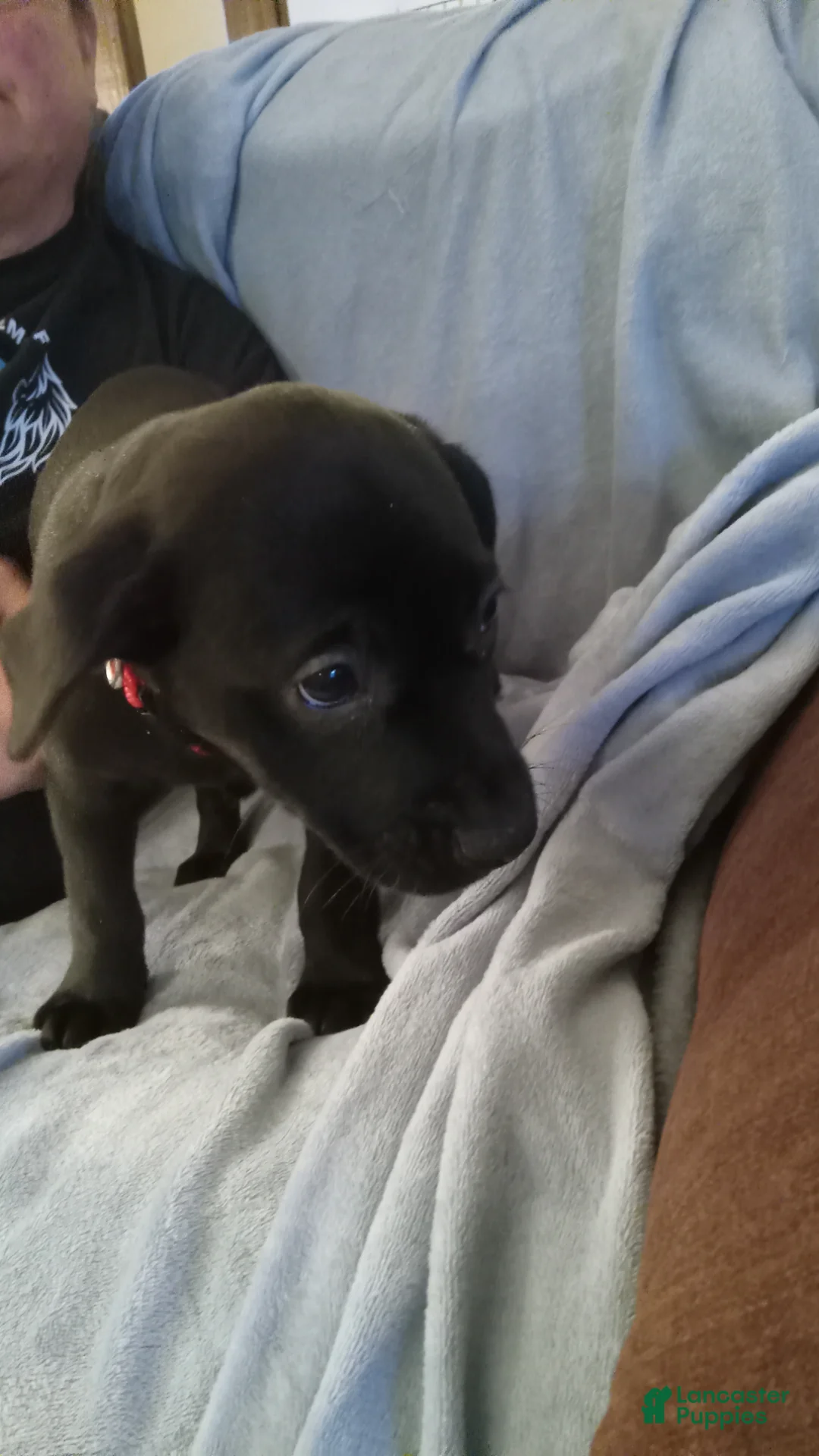 Mixed Breed dogs for sale: Mixed Breed Puppy 3 - Ad 1