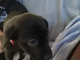 Mixed Breed dogs Mixed Breed Puppy 3 - Ad 29