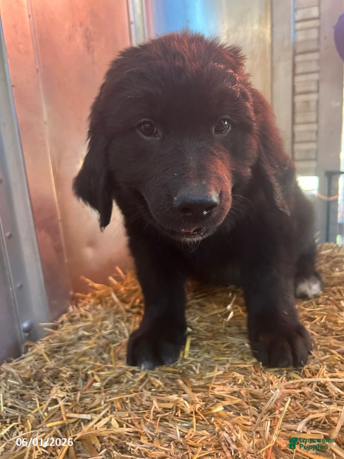 Mixed Breed dogs Remi - Ad 1