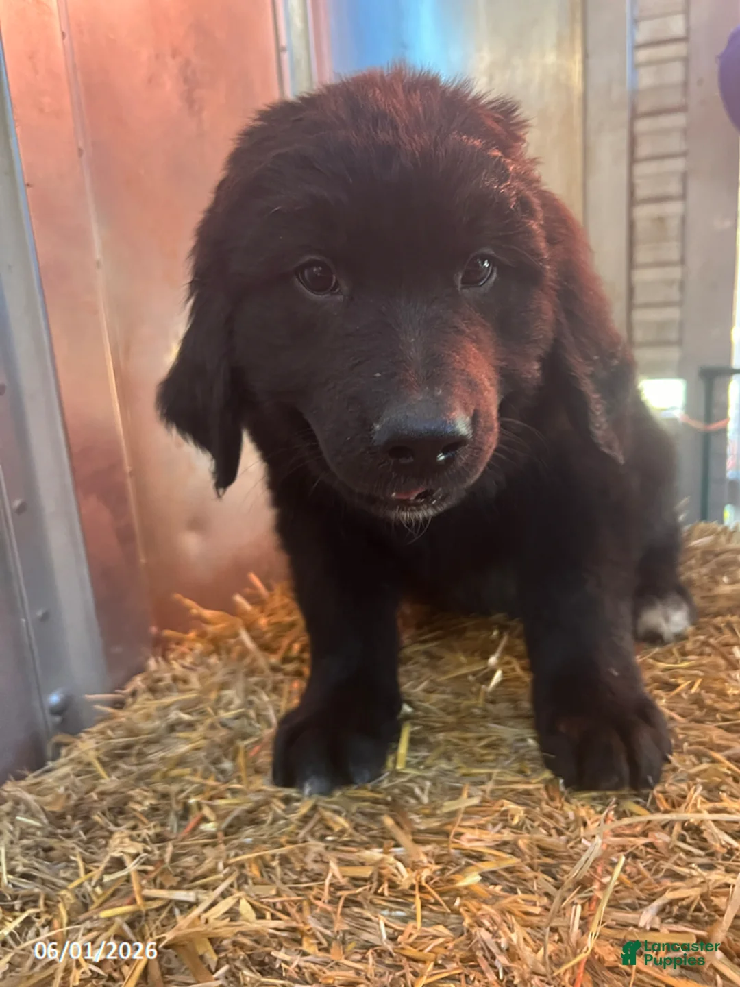 Mixed Breed dogs for sale: Remi - Ad 1