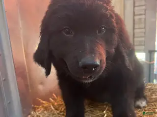 Mixed Breed dogs for sale: Remi - Ad 1