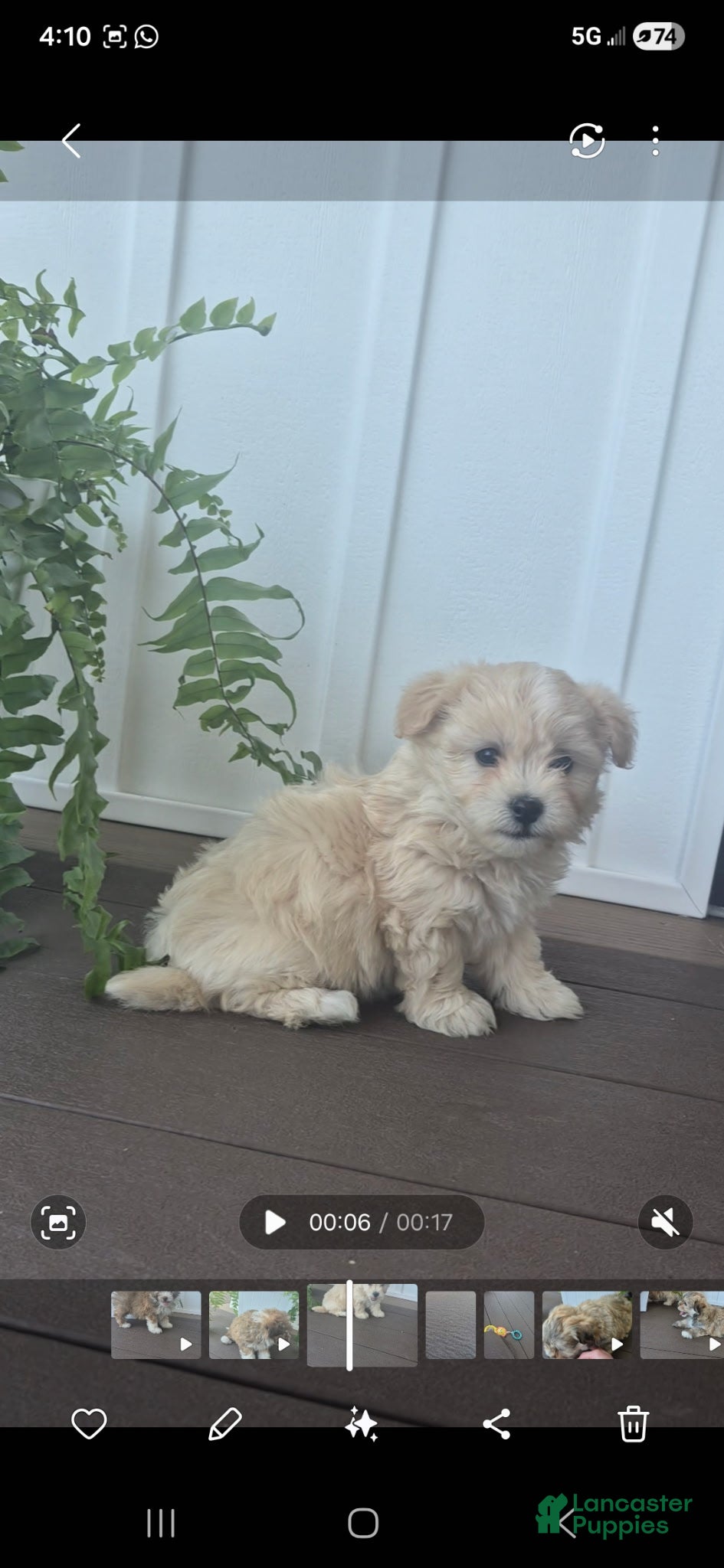 Havanese dogs Happy - Ad 4