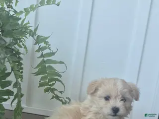 Havanese dogs Happy - Ad 4