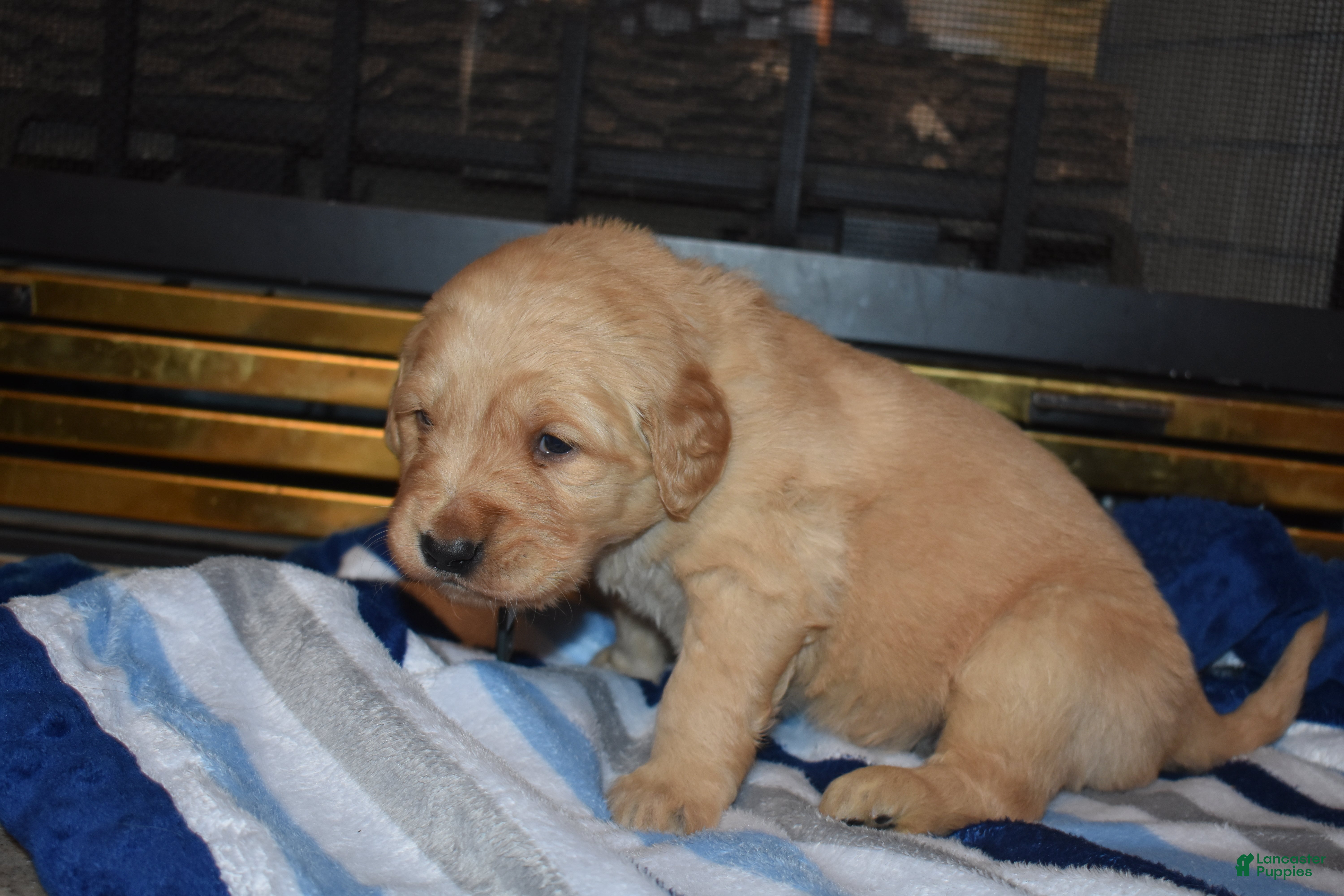 Golden Retriever dogs Charger - Ad 2