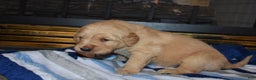 Golden Retriever dogs for sale: Charger - Ad 2
