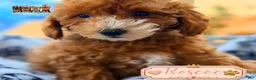 Mini Goldendoodle dogs for sale: Roscoe  - Ad 1
