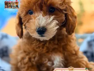 Mini Goldendoodle dogs Roscoe - Ad 19