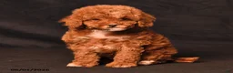 Toy Poodle dogs for sale: Diamond - Ad 4