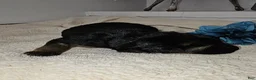 German Shepherd dogs for sale: Maverick - Ad 2