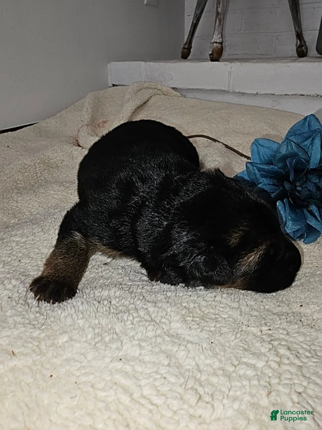 German Shepherd dogs for sale: Maverick - Ad 2