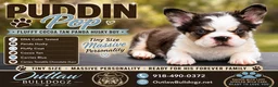 French Bulldog dogs for sale: Puddin Pop - Ad 2