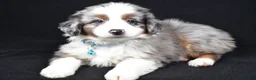 Miniature Australian Shepherd dogs for sale: Ruth - Ad 9