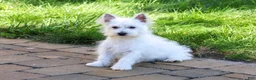 West Highland Terrier dogs for sale: Bonnie - Ad 4