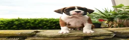 Boxer dogs for sale: Todd - Ad 4