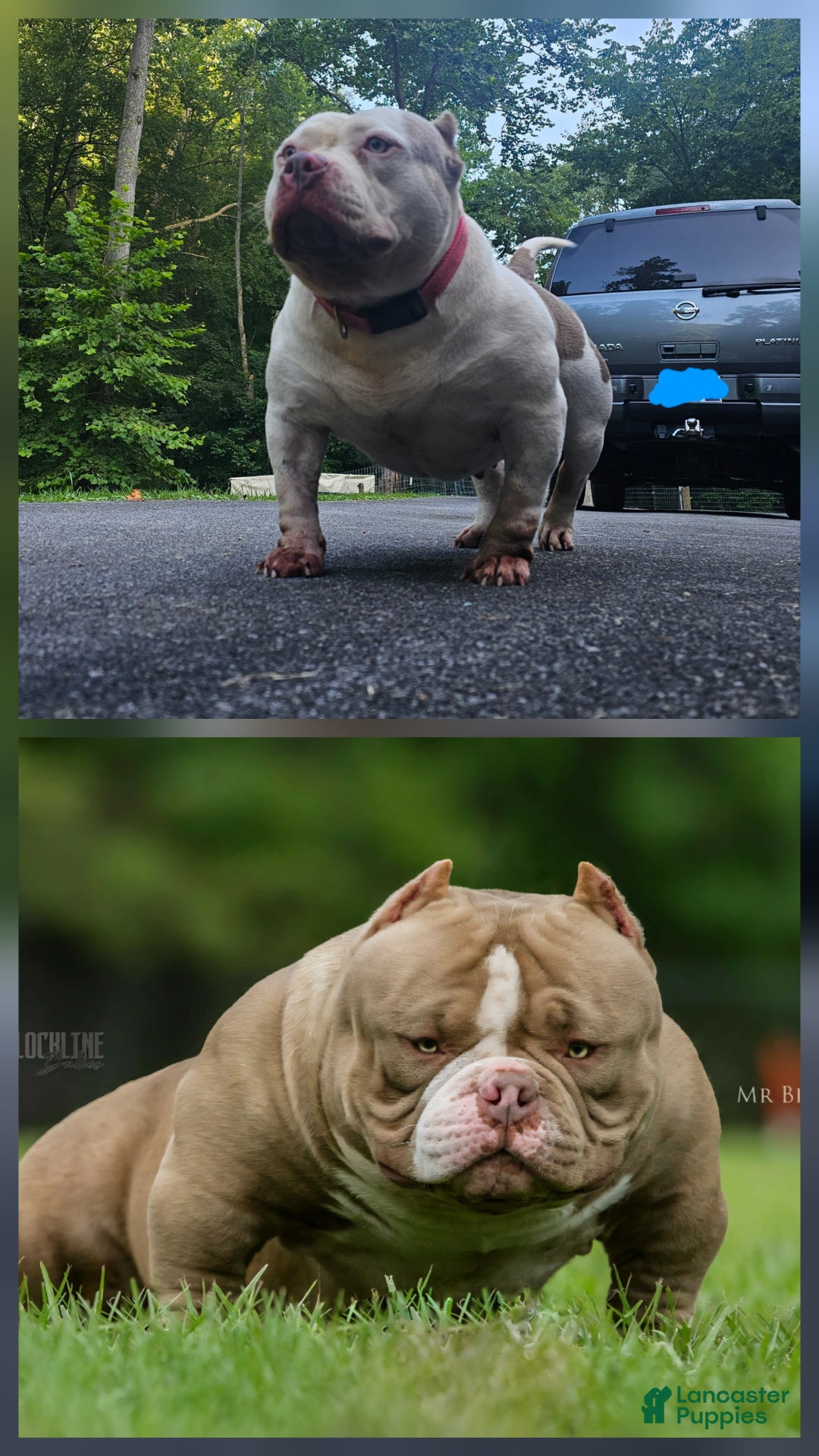 American Bully dogs for sale: American Bully Puppy 2 - Ad 7