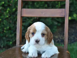 Cockalier dogs for sale: Rosy - Ad 2