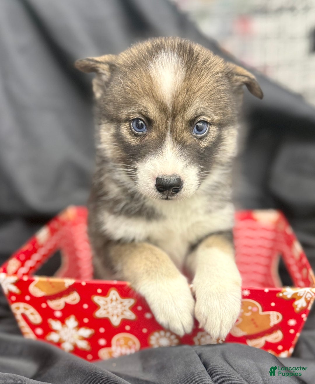 Mixed Breed dogs for sale: Noelle - Ad 6