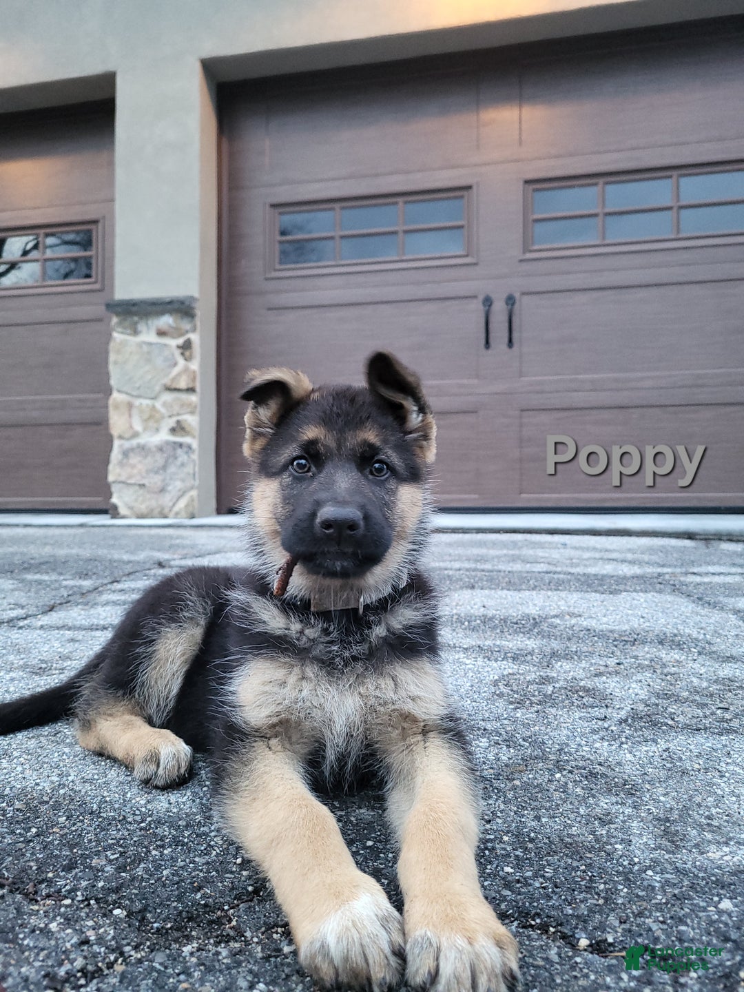 German Shepherd dogs for sale: German Shepherd Puppy 6 - Ad 1