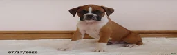 Boxer dogs for sale: Rocky - Ad 1