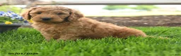 Goldendoodle dogs for sale: Teyson - Ad 4