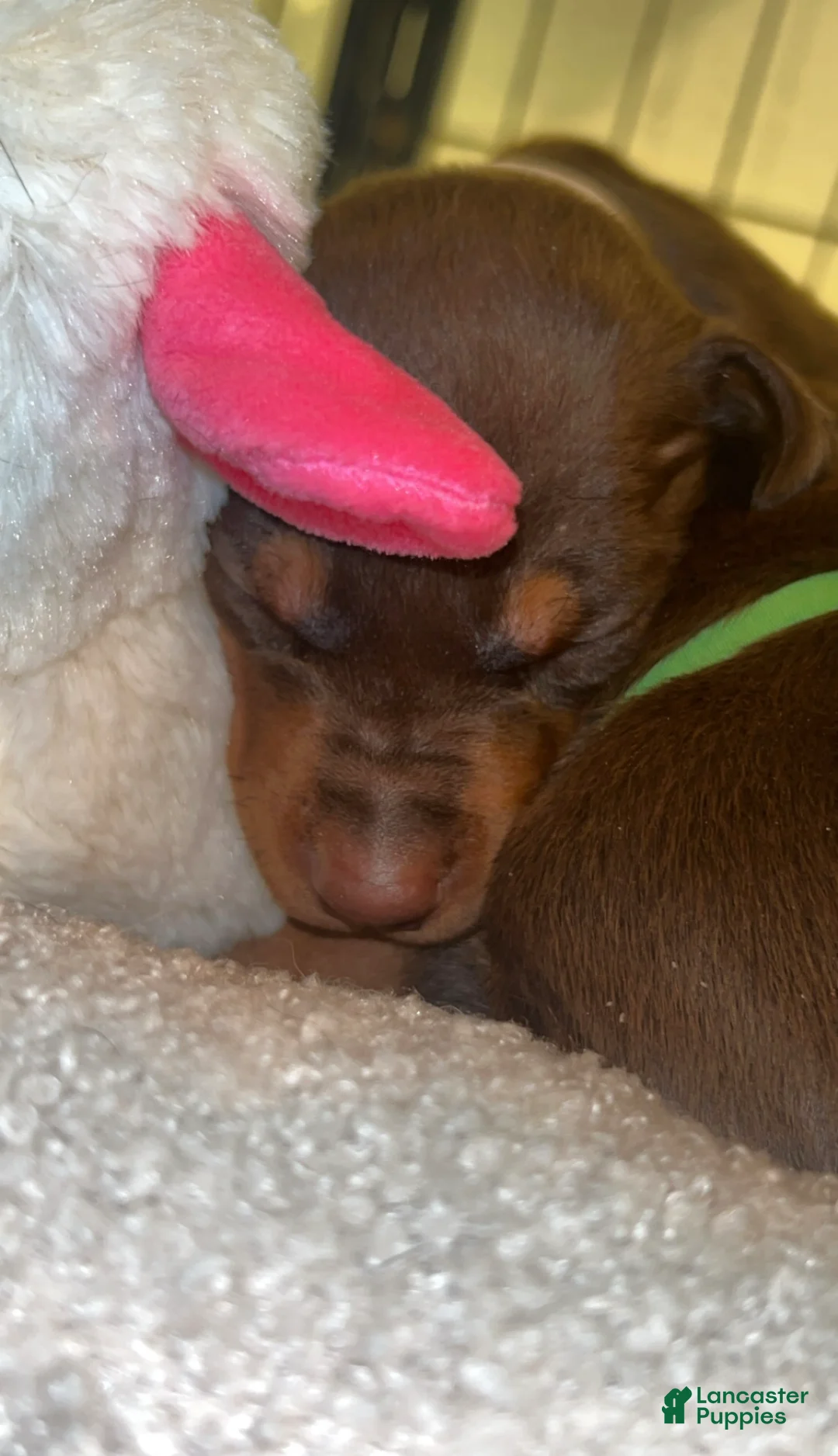 Doberman Pinscher dogs for sale: Red boy  - Ad 2