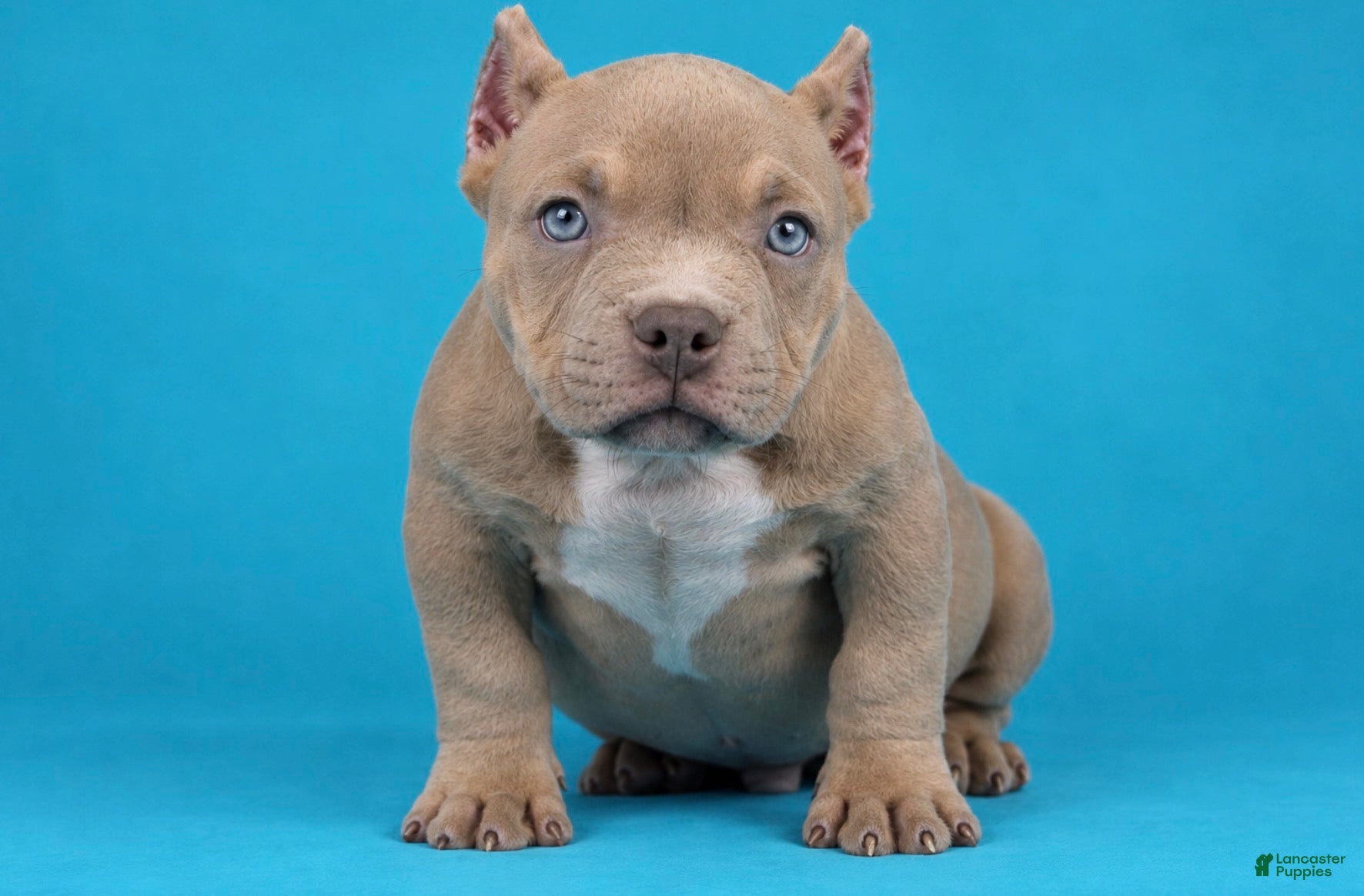 American Bully dogs Lilac Male - Ad 1