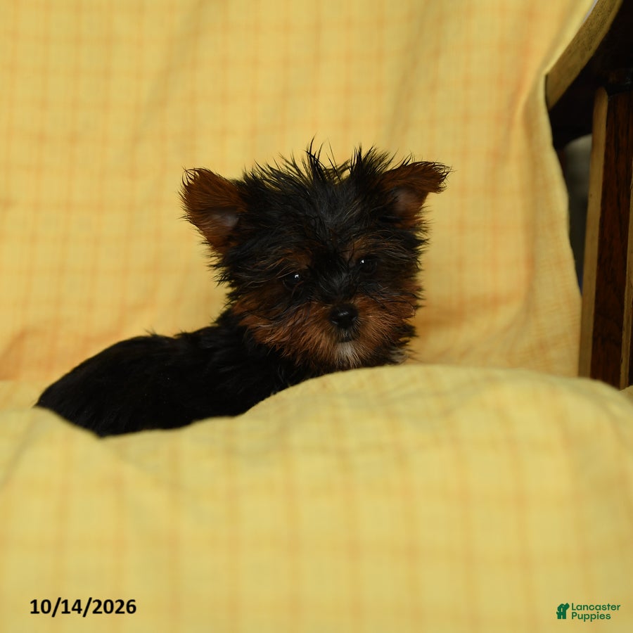 Yorkshire Terrier dogs Paprika - Ad 2