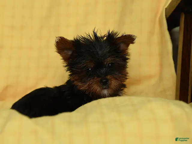 Yorkshire Terrier dogs Paprika - Ad 2