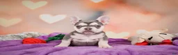 French Bulldog dogs for sale: Sandra - Ad 4