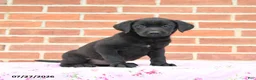 Labrador Retriever dogs for sale: Paris - Ad 3