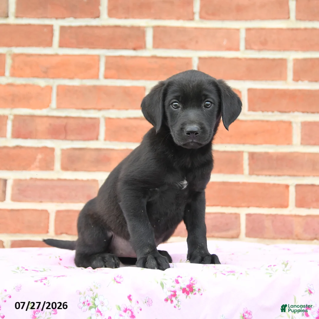 Labrador Retriever dogs for sale: Paris - Ad 3