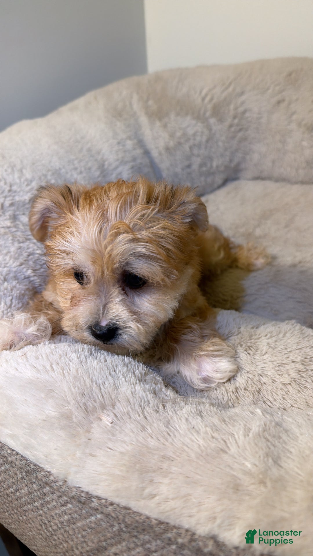 Morkie dogs for sale: Jax - Ad 1