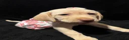 Labrador Retriever dogs for sale: Barbie (pink)  - Ad 4