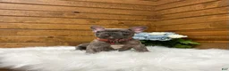 French Bulldog dogs for sale: Ryder - Ad 2