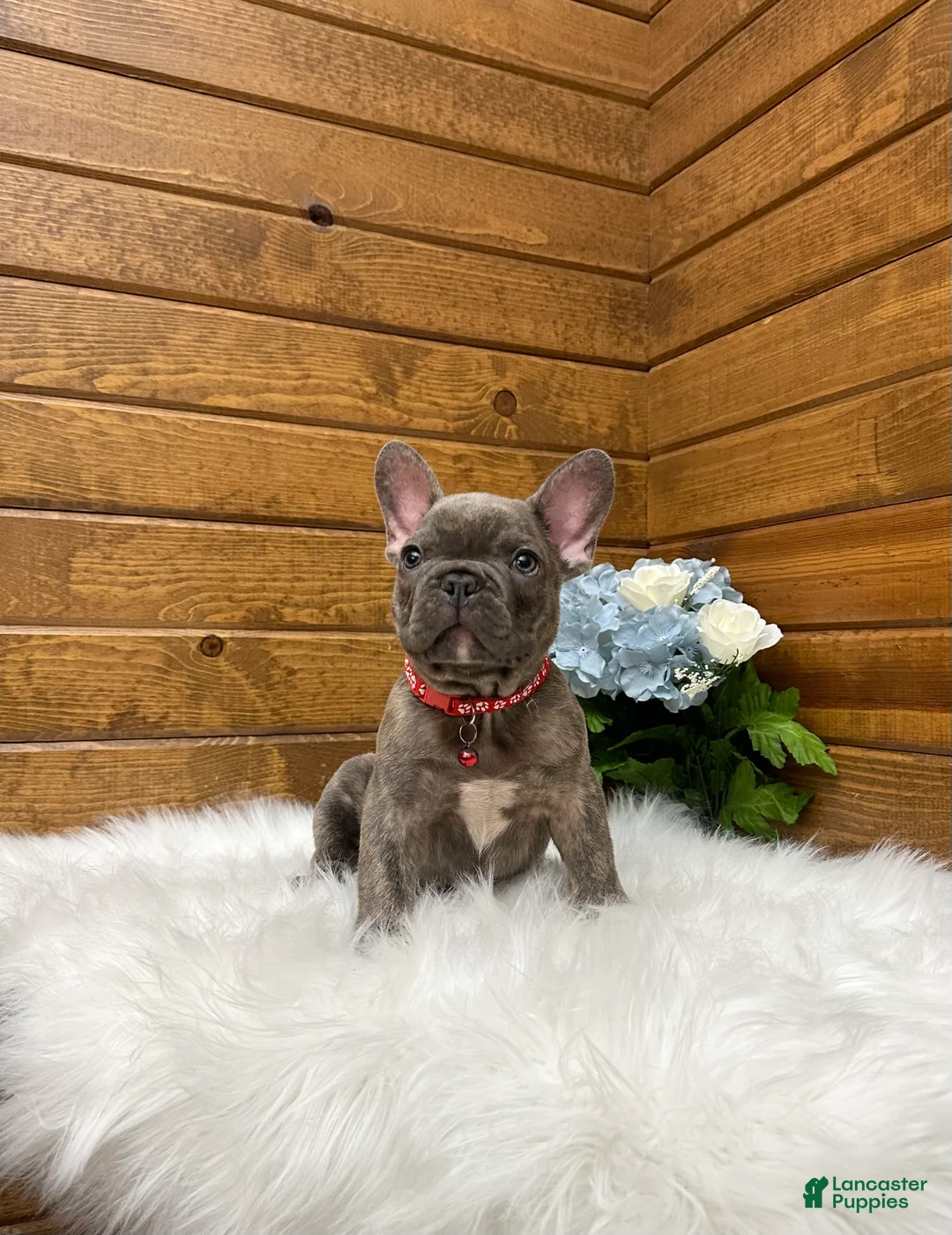 French Bulldog dogs for sale: Ryder - Ad 2