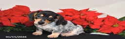 Miniature Dachshund dogs for sale: Ranger - Ad 5